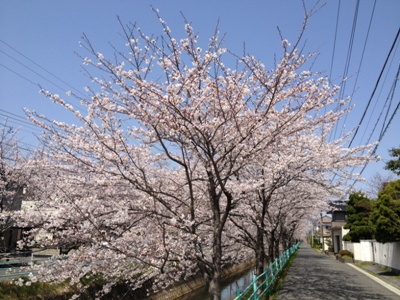 桜咲く