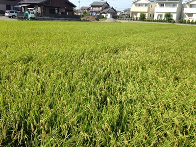 稲刈シーズン