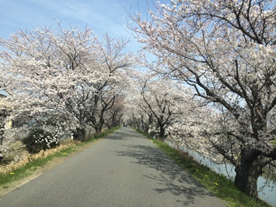 桜並木