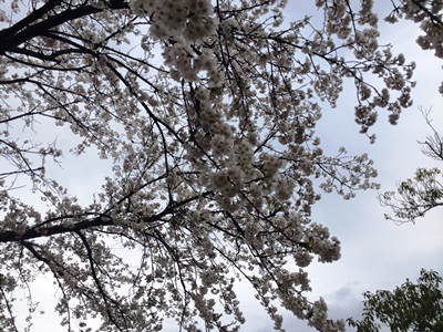 桜